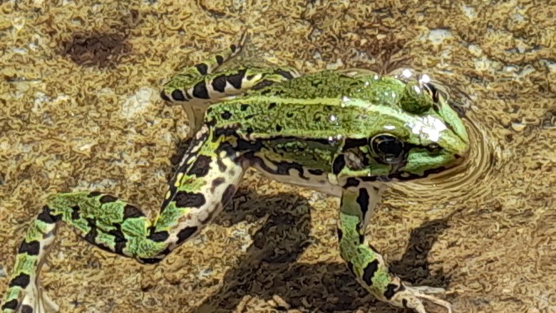 Froschbegrüßung, © Ferienhaus Angel, Fotograf Heidi Angel