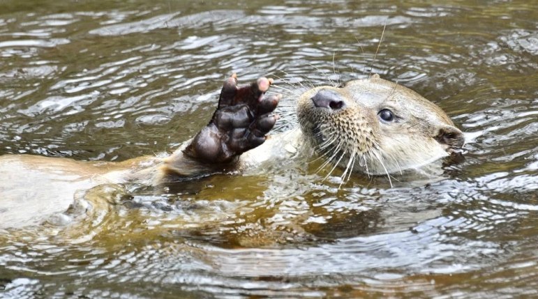 Otter, © Herfried Marek