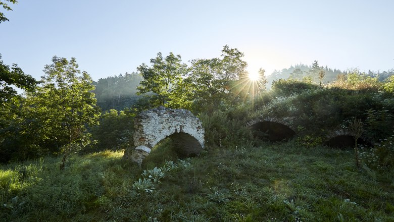 schonbergtourismus_wald_2020-08-22_img_0556_rupertpessl_web, © Rupert Pessl