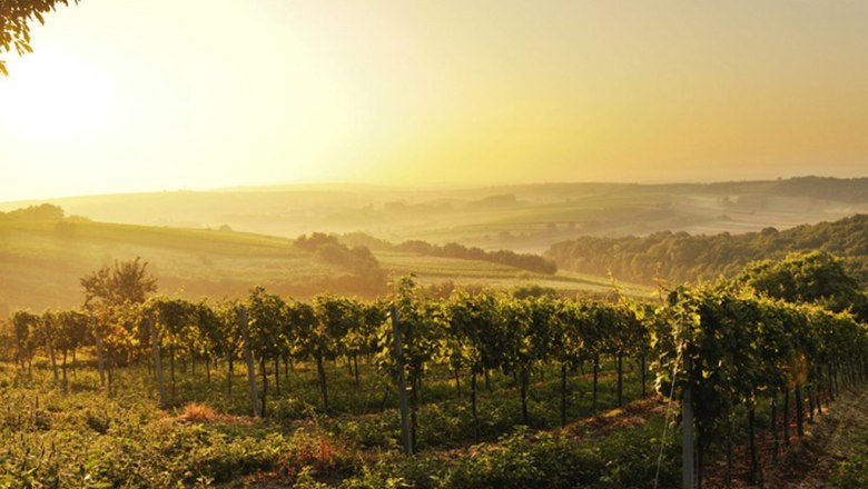 Landschaft im Weinviertel, © Regionales Weinkomitee Weinviertel / Robert Herbst