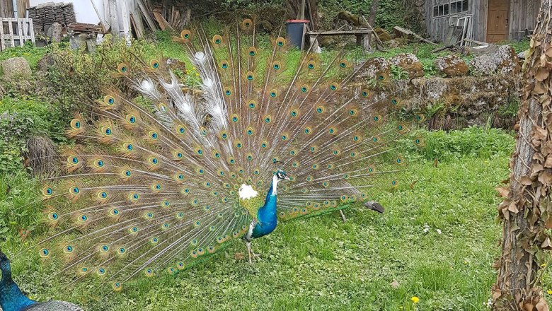 Blauschecke Pfau Hannibal, © Edermühle