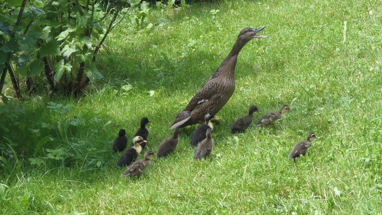 Enten am Bauernhof Waira, © Fam. Schauer-Zeitlhofer