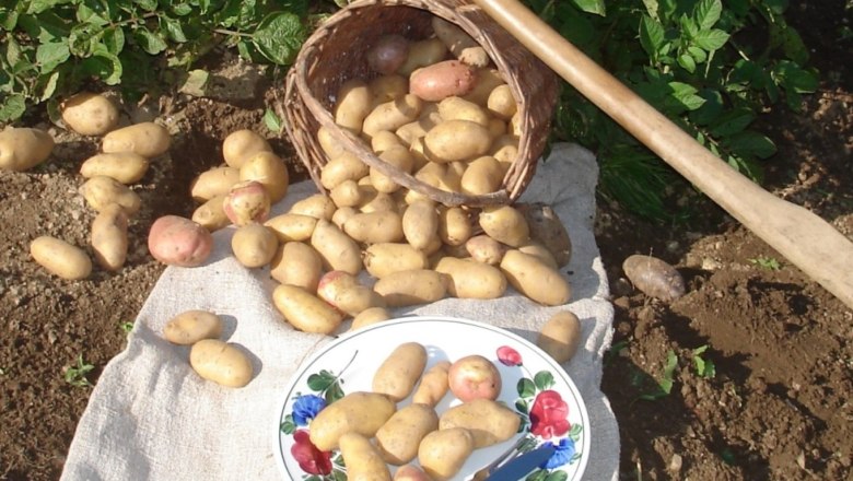 kartoffeln-vom-eigenen-garten, © ferienwohnung wiesmüller