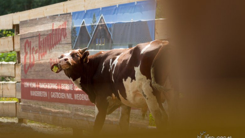 Reitplatz, © Els-kwatawa Ranch