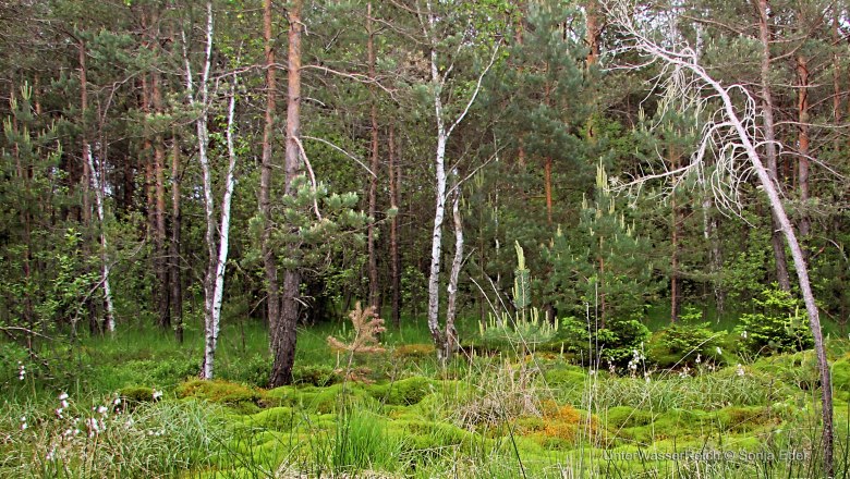 Přírodní park Hochmoor Schrems, © UnterWasserReich, Sonja Eder